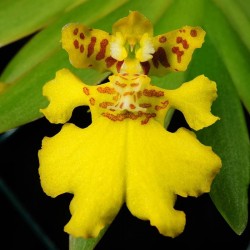 Erycina pusilla