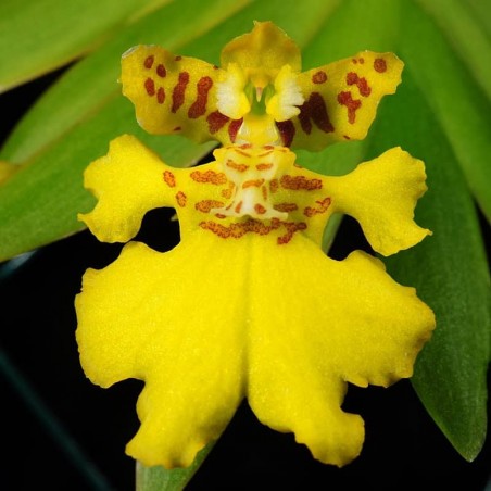 Erycina pusilla