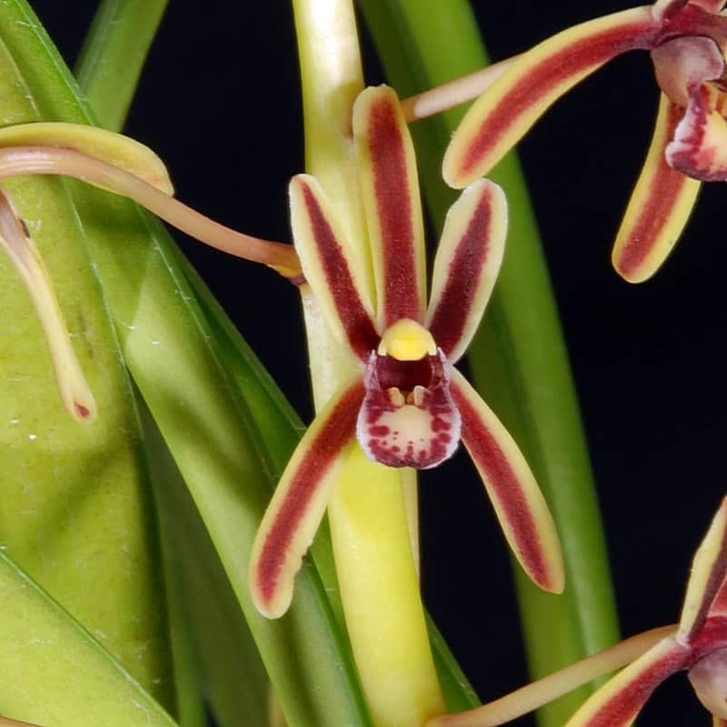 Cymbidium bicolor