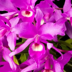 Guarianthe skinneri