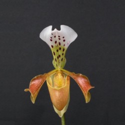 Paphiopedilum gratrixianum