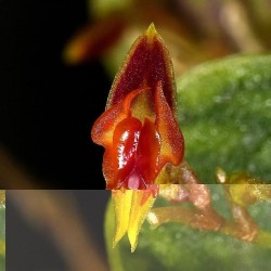 Lepanthes dictydion