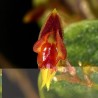 Lepanthes dictydion