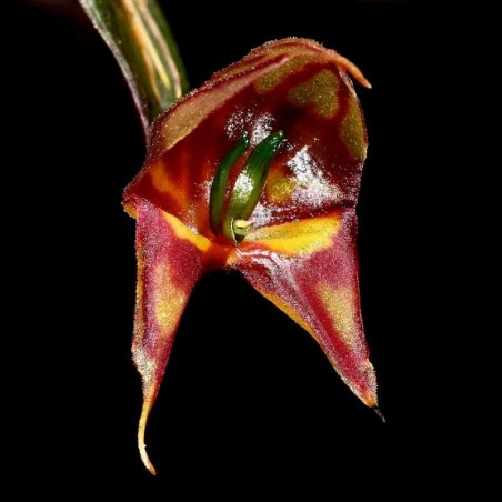 Lepanthes felis