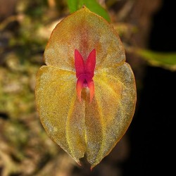 Lepanthes leporina