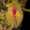 Lepanthes leporina