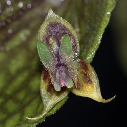 Lepanthes dodsonii