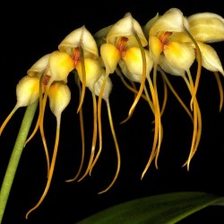 Masdevallia tridens