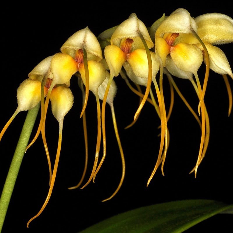 Masdevallia tridens