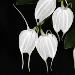 Masdevallia tovarensis