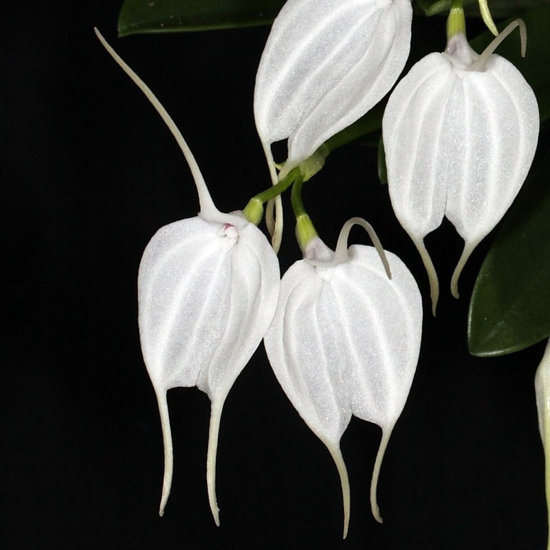 Masdevallia tovarensis