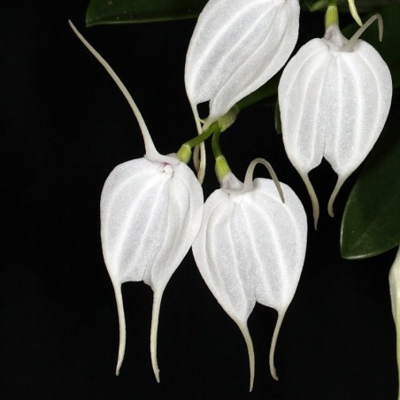 Masdevallia tovarensis
