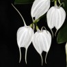 Masdevallia tovarensis