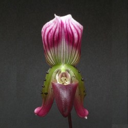 Paphiopedilum callosum