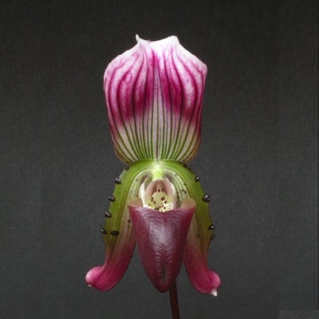 Paphiopedilum callosum