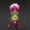 Paphiopedilum callosum