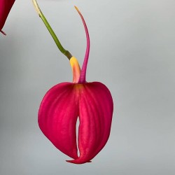 Masdevallia coccinea 'Thea'
