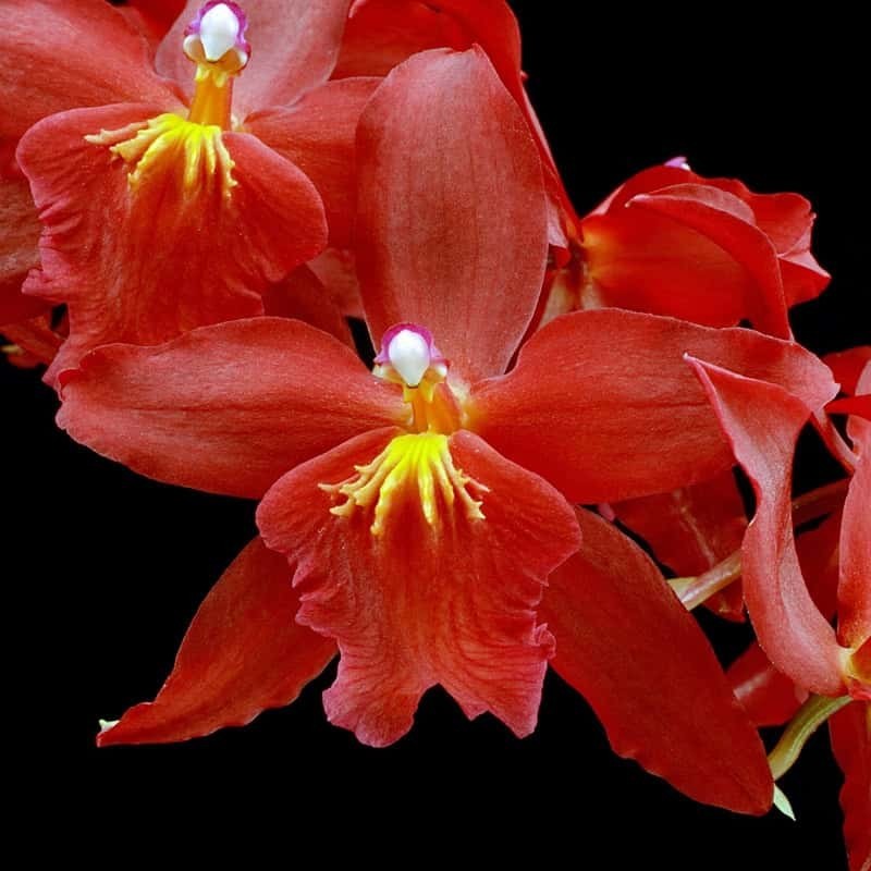 Odontioda Charlesworthii