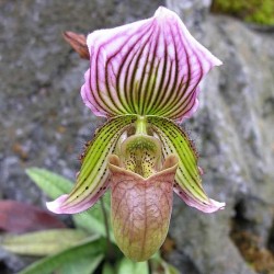 Paphiopedilum Faire-Maud