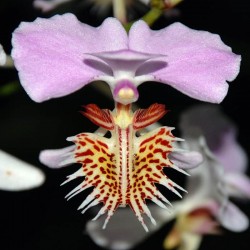 Papilionanthe pedunculata