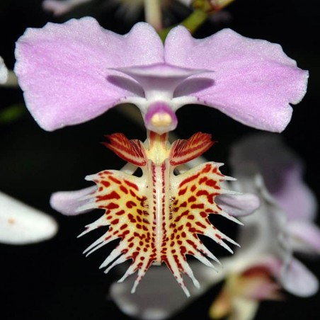 Papilionanthe pedunculata
