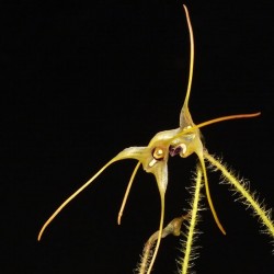 Porroglossum echidna