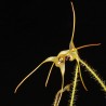 Porroglossum echidna