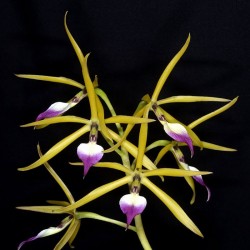 Prosthechea brassavolae