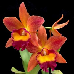 Rhyncattleanthe Chief Sweet Orange 'Sweet Orange'