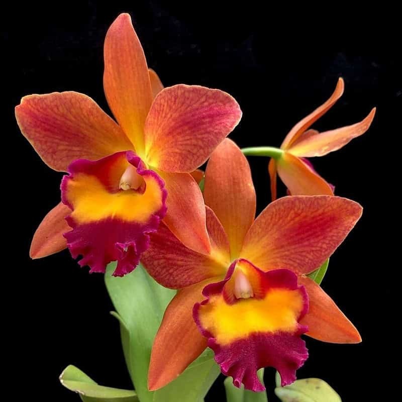 Rhyncattleanthe Chief Sweet Orange 'Sweet Orange'