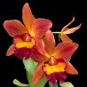 Rhyncattleanthe Chief Sweet Orange 'Sweet Orange'