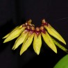 Bulbophyllum pseudopicturatum (BULB030)