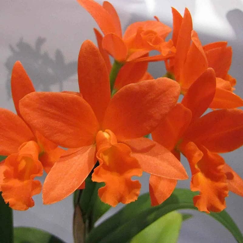 Rhyncattleanthe Young-Min Gold 'Golden Diamond'