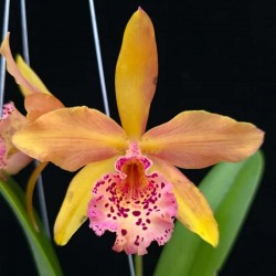 Rhynchobrassoleya Copper Queen 'Ruby Lip'