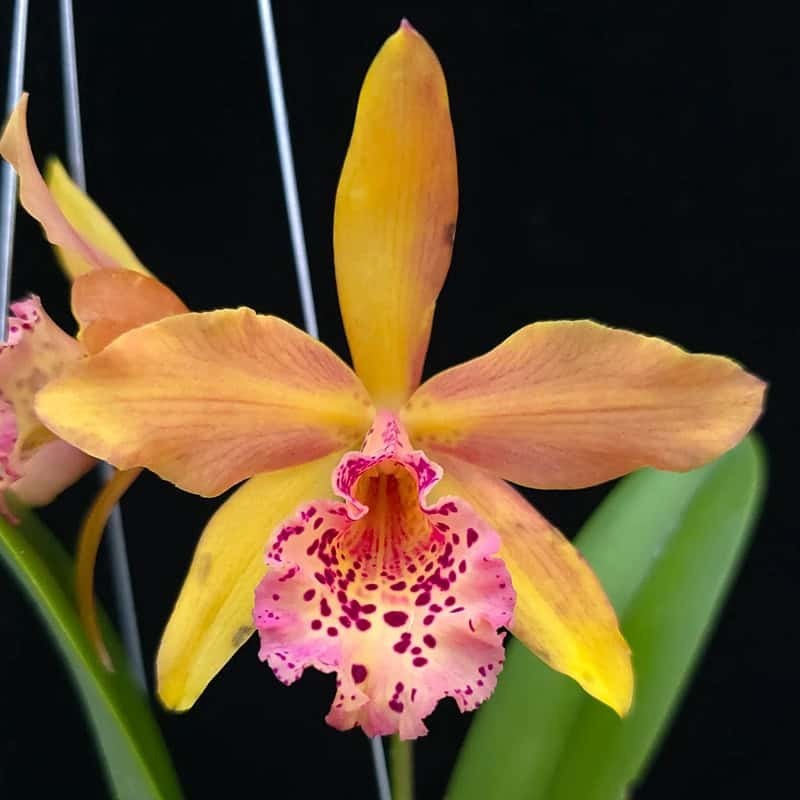 Rhynchobrassoleya Copper Queen 'Ruby Lip'