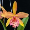 Rhynchobrassoleya Copper Queen 'Ruby Lip'