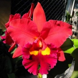 Rhyncholaeliocattleya Chief Emperor 'Red Tomato'