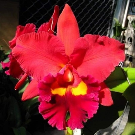 Rhyncholaeliocattleya Chief Emperor 'Red Tomato'