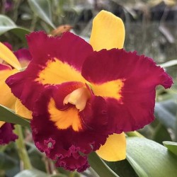 Rhyncholaeliocattleya Chunfong Queen
