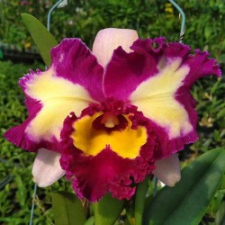 Rhyncholaeliocattleya Chinese Beauty 'Orchid Queen'