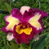 Rhyncholaeliocattleya Chinese Beauty 'Orchid Queen'