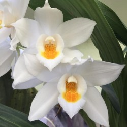 Coelogyne mooreana 'Brockhurst' FCC/RHS