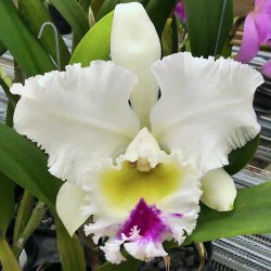 Rhyncholaeliocattleya Liou Hope 'Ball'