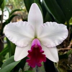 Rhyncholaeliocattleya Mayor Yamasaki