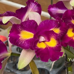Rhyncholaeliocattleya Rainbow Orient 'Leo'