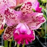 Rhyncholaeliocattleya Water Song 'Loli Cat'