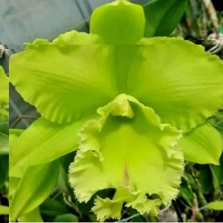 Rhyncholaeliocattleya Sung Ya Green 'Dragon King'