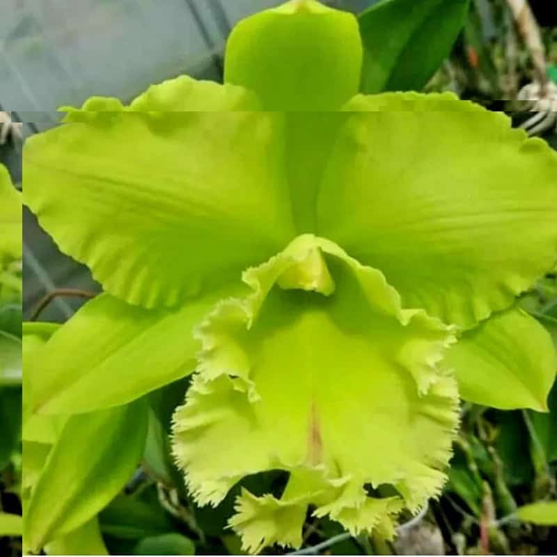 Rhyncholaeliocattleya Sung Ya Green 'Dragon King'