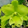 Rhyncholaeliocattleya Sung Ya Green 'Dragon King'