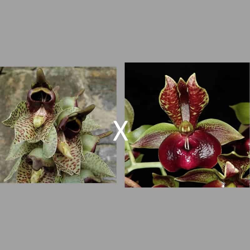 Catasetum (naso x Brandon Kenwood)
